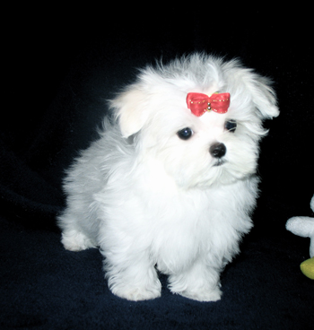 Maltese and Shih Tzu Puppies from Carisma Maltese