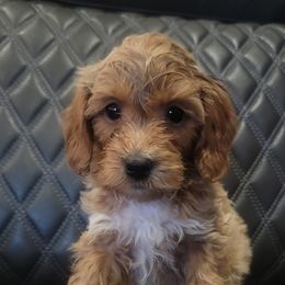 Aussiedoodles and Goldendoodles from Boujee Breeds