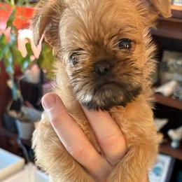 Vivian - Black and tan female Brussels Griffon puppy in Ogden, Utah from Shelly's Brussels Griffons