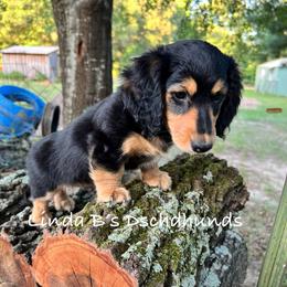 Dax - Black and cream male Dachshund puppy in Big Sandy, Texas from Linda B’s Dachshunds