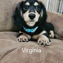 Virginia - Black and cream female Dachshund puppy in Bedias, Texas from Faith & Grace Doxies