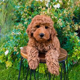 Red - Red  male Goldendoodle puppy in Caldwell, Idaho from Idaho Mini Doodles