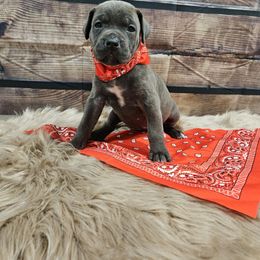 Red-Straw carrier - Gray female Cane Corso puppy in Fritch, Texas from Carrie Brown's Cane Corsos