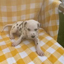 Jimmy - White and black male Dalmatian puppy in Albuquerque, New Mexico from Renov Dalmatian Plantation