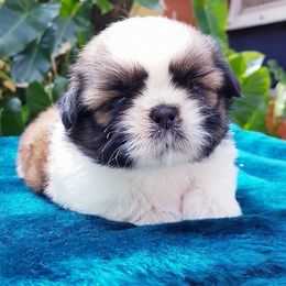 Dylan - Gold and white male Shih Tzu puppy in West Palm Beach, Florida from Must Be Love