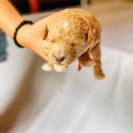 Cavapoo and Poodle Puppies from Poodles Plus