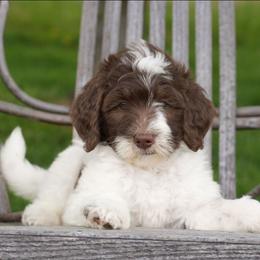 Lily - Brown and white female Bernedoodle puppy in Delta, Pennsylvania from KEE Bernedoodles