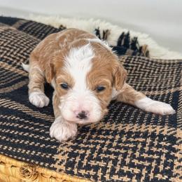 Cappuccino - Apricot female Goldendoodle puppy in New Harmony, Indiana from Cottonwood Farms