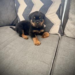 Primo - Black and mahogany male Rottweiler puppy in Denver, Colorado from DR