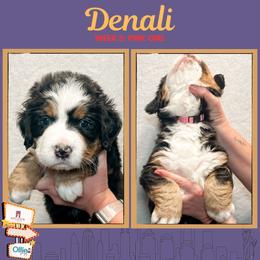 Denali (Pink) - Black rust and white female Bernese Mountain Dog puppy in Boiling Springs, South Carolina from OlliePups, LLC