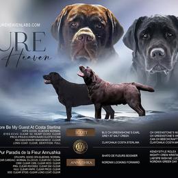 Girl 1 - Black female Labrador Retriever puppy in Camden, Tennessee from Pure Heaven Labs
