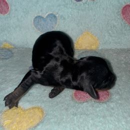 Dachshund Puppies from Dachshund Dad