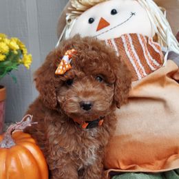 Orange - Apricot female Goldendoodle puppy in Little Rock, Arkansas from Adorable Mini Doodles LLC