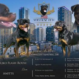 Rottweiler puppies from Vom hause Reto
