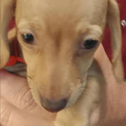 Christine-Red - Red female Dachshund puppy in Frankfort, Kentucky from Gigi's Dachshunds