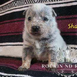 Shaggy - Blue male Australian Cattle Dog puppy in Silsbee, Texas from Rockin ND Ranch