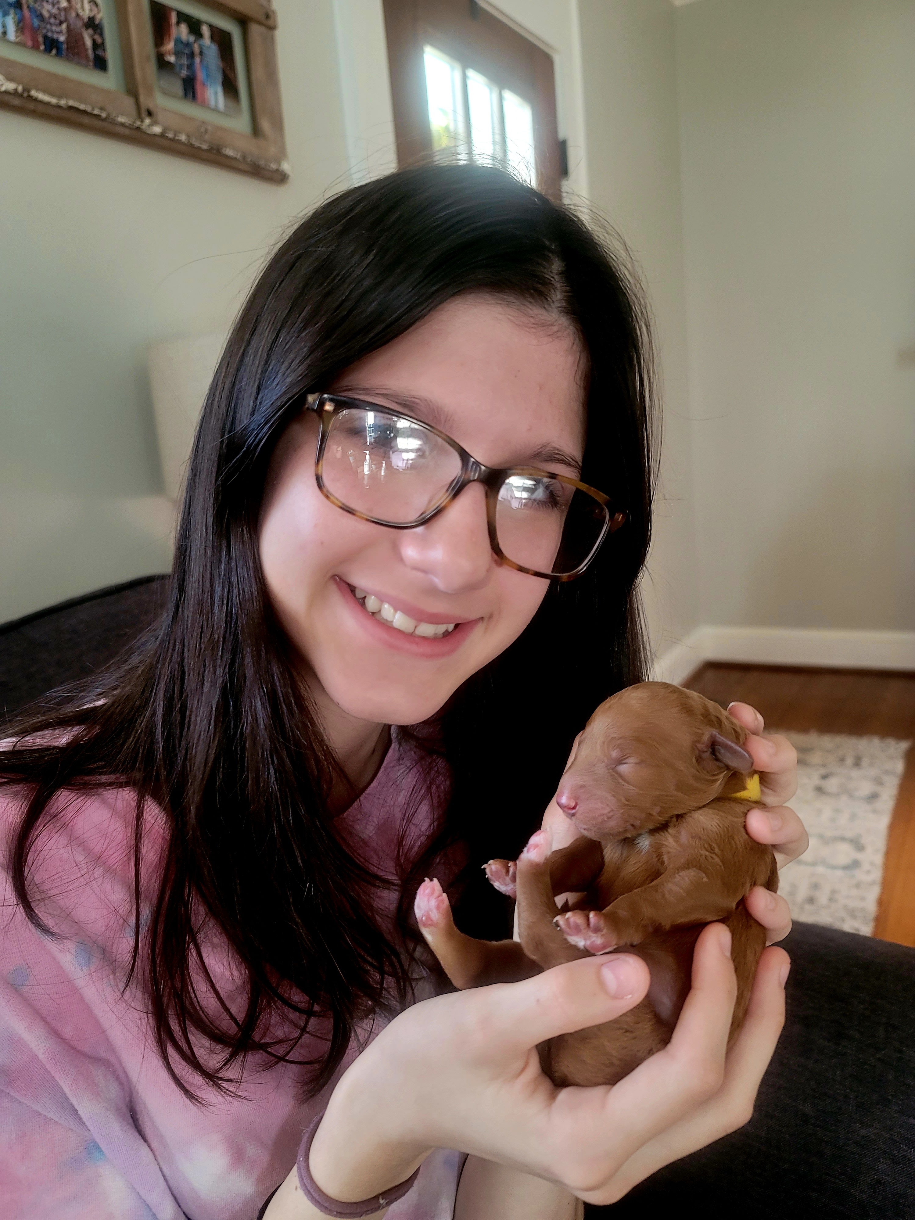 Goldendoodle Puppies from Woodland Creek Goldendoodles