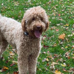 Beasley - Goldendoodle