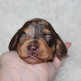Chocolate dapple girl - Dapple female Dachshund puppy in Lily, Kentucky from Little Acres Miniature Dachshunds