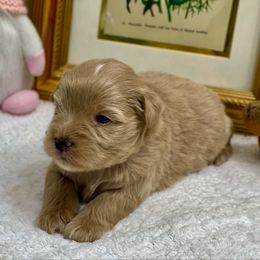 Beige reddish light green collar - Wheaten female Miniature Schnauzer puppy in Calhoun, Georgia from The BrickHouse Miniature Schnauzers