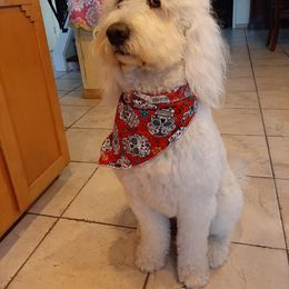 Sadie - Goldendoodle