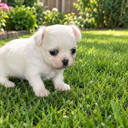 Boy1 - White male Chihuahua puppy in Alaska from Snowy Mountains Chihuahua