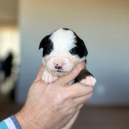 Bells - Black tri female Miniature American Shepherd puppy in Bayard, Nebraska from Puppies by Alies