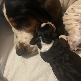 Basset Hound Puppies from Peach Blossom Bassets