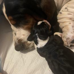 Basset Hound Puppies from Peach Blossom Bassets