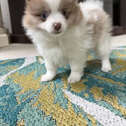 Pomeranian puppies from Velvet Crown Kennels 👑