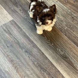 Kaden - Parti male Yorkshire Terrier puppy in Dierks, Arkansas from Yorkie’s Klassie Kreations