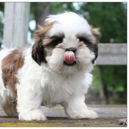 Mango - Sable and white male Shih Tzu puppy in Warren, Michigan from Danielle's Yorkie Babies