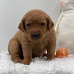 Yellow - Yellow female Labrador Retriever puppy in Heath Springs, South Carolina from Rich Hill Retrievers