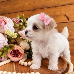 Lily - Cream female Maltipoo puppy in Dover, Florida from Country Cottage Puppies