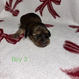 Boy 3 - Cream male Dachshund puppy in Randolph, Mississippi from Barnes Family Kennel