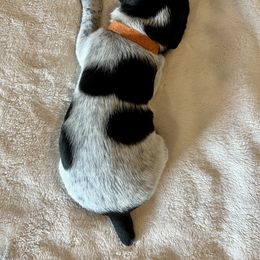 German Shorthaired Pointer and Russell Terrier Puppies from Charnobragan Acres