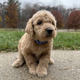 Christopher - Dark Blue - Red  male Goldendoodle puppy in Kent City, Michigan from Hannah Mae Doodles