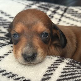 Girl 3 - Red female Dachshund puppy in Montrose, Michigan from Livy’s Doodles