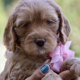Pink - Caramel red female Australian Labradoodle puppy in Milton, North Carolina from Good Day Doodles