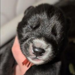Wicked - Agouti and white male Siberian Husky puppy in Richland, Mississippi from Feazell’s Siberian Huskies