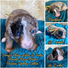 Tostito - female Australian Mountain Doodle puppy in Port Orchard, Washington from Yukon Harbor Doodles