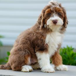 Fenway (socialization program graduate) - Chocolate merle male Bernedoodle puppy in Dundee, Ohio from Down Home Doodle