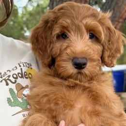 Maserati - Red  male Goldendoodle puppy in Yuciapa, California from AlltheDoodlez_