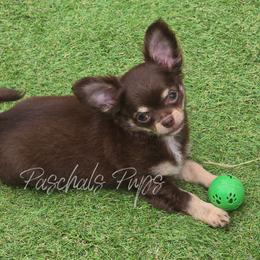 Vegas - Chocolate and tan male Chihuahua puppy in Bowdon, Georgia from Paschal's Pups