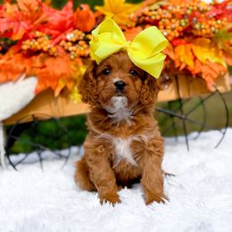 Cupcake - Red female Cavapoo puppy in North Carolina from NC Doodle Puppies
