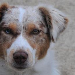 Miniature American Shepherds and Miniature Australian Shepherds from Locust Grove Mini Aussies and American shepherds