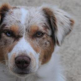 Miniature American Shepherds and Miniature Australian Shepherds from Locust Grove Mini Aussies and American shepherds
