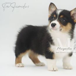 Tri F 1 - Black and tan female American Corgi puppy in Straughn, Alabama from Magnolia Creek Corgis