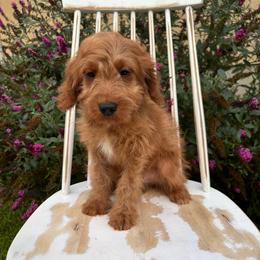 Banner - Red  male Goldendoodle puppy in Herriman, Utah from Gypsi Doodles & Poodles LLC.