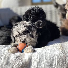 Aussiedoodle Puppies from Pawsome Aussie Doodles